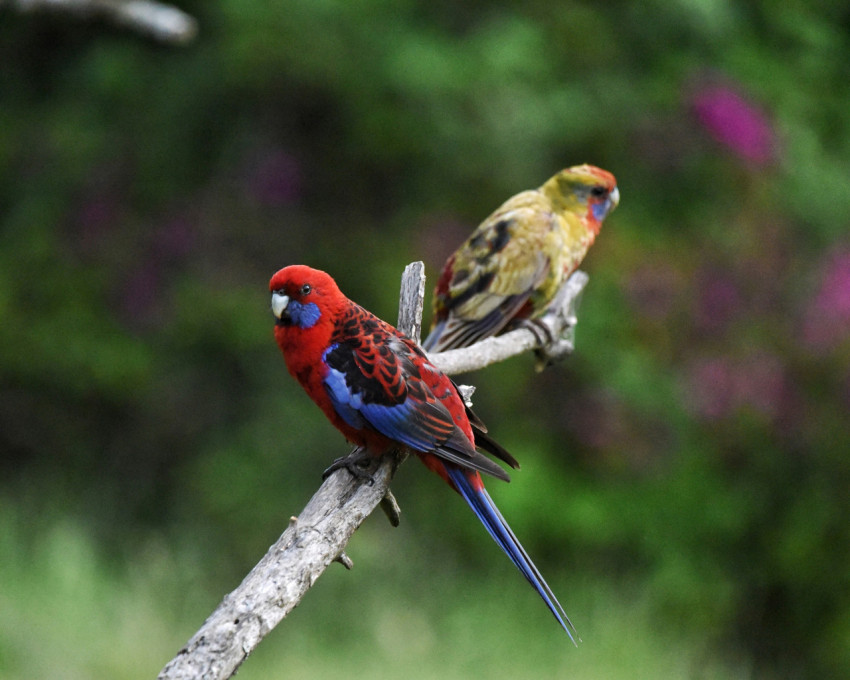 couple of birds sitting on top of a tree branch