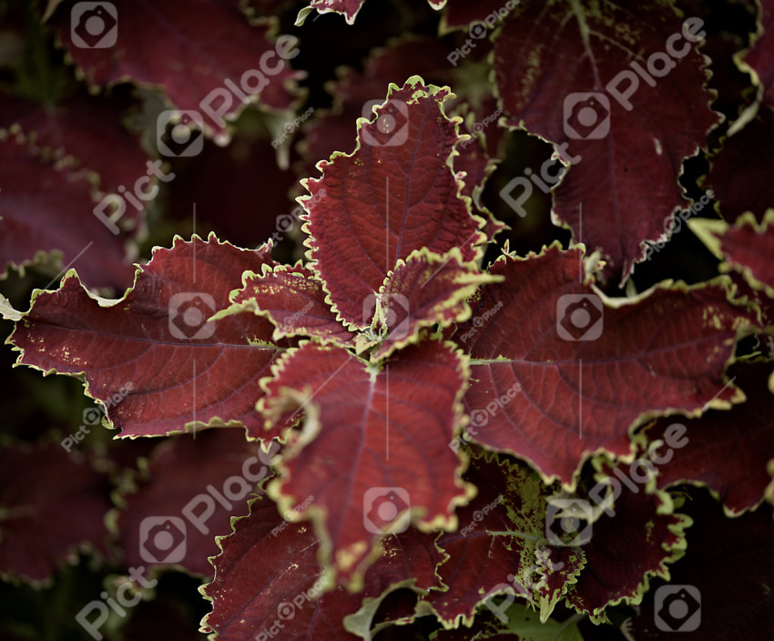 A close up of a beautiful plant leaf
