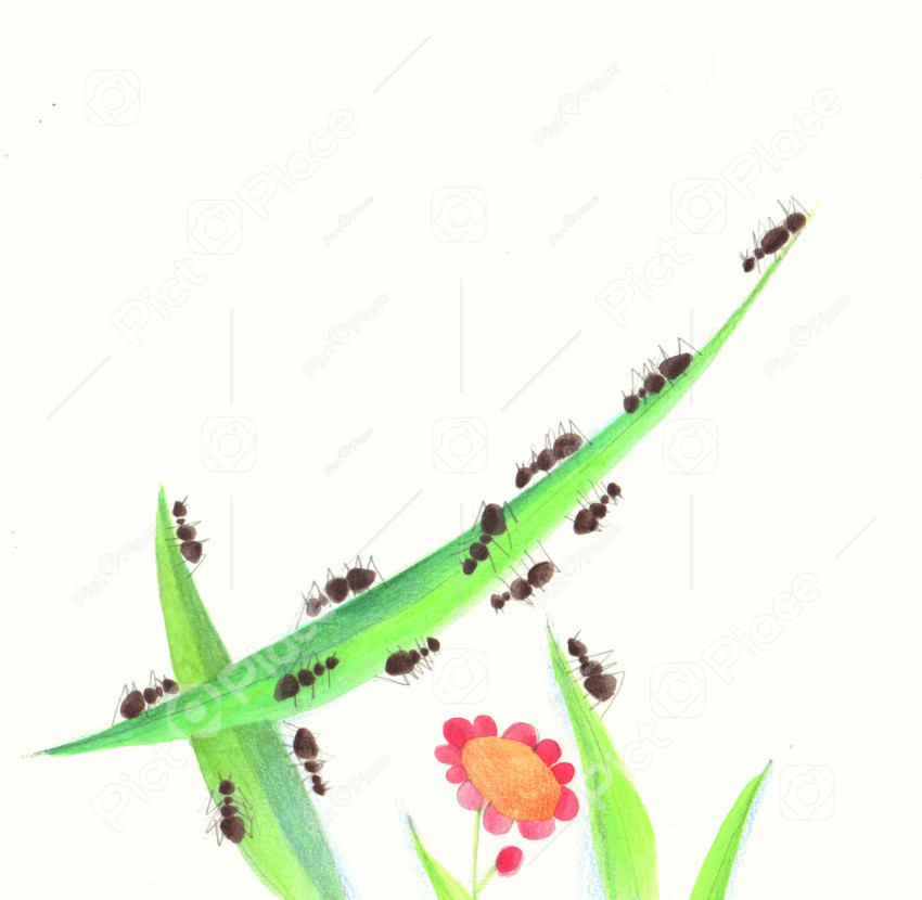 ants on a grass blade and a flower
