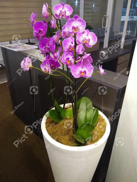 Moth orchid flower