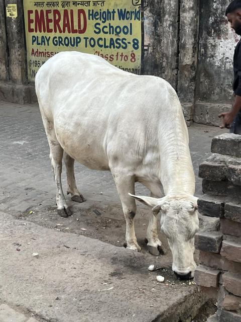 Indian whit cow