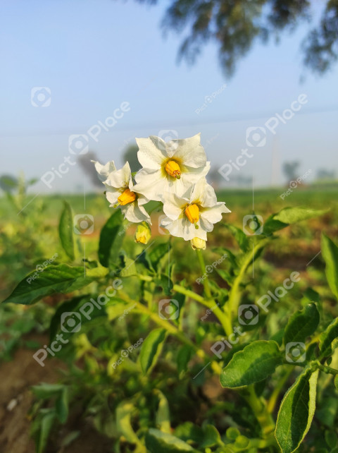 Patato flower