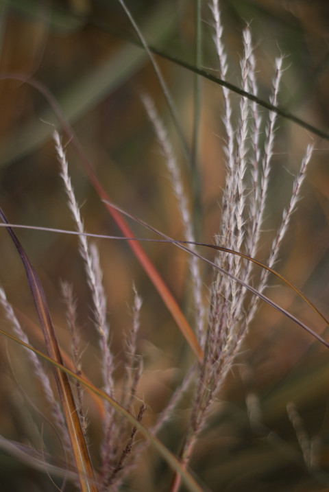 Background of autumn plants