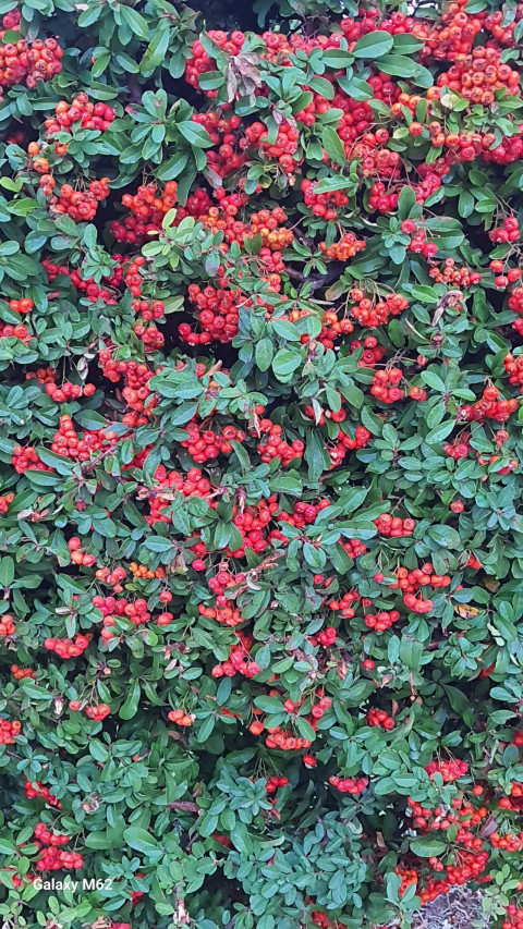 Image of a beautiful tree in the park with small red fruits