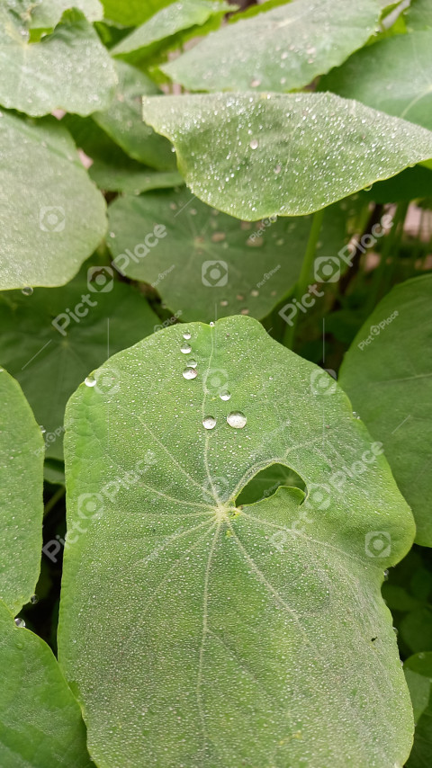 large green leaves with dew drops