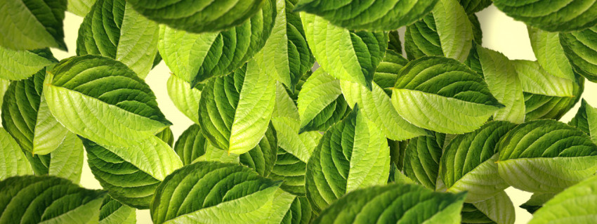 Beautiful light green background from leaves