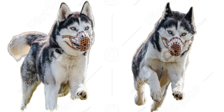 Husky dog collage running catching hunting straight on camera isolated on white background at full speed on competition