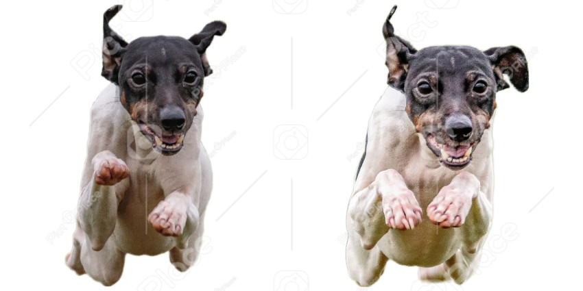 Japanese Terrier dog collage running catching hunting straight on camera isolated on white background at full speed on competition