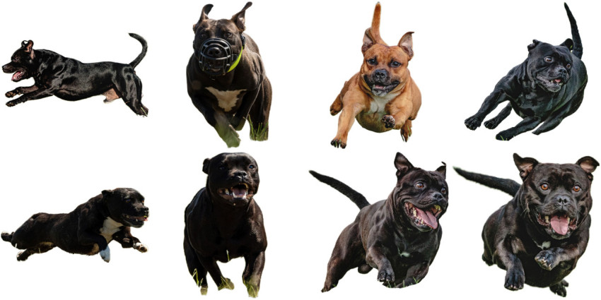 Staffordshire Bull Terrier dog collage running catching hunting straight on camera isolated on white background at full speed on competition