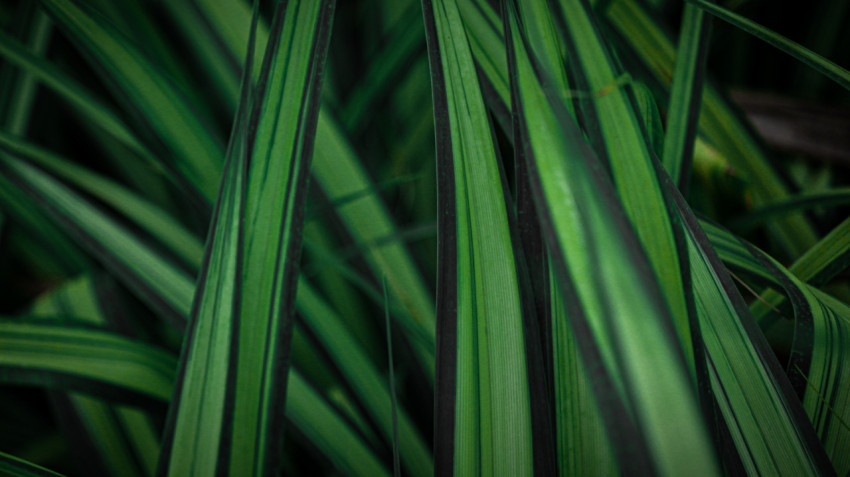 Desktop Grass wallpaper