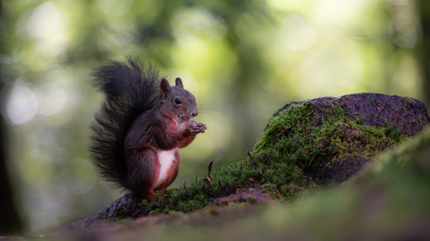 Brown squirrel on green moss during the day