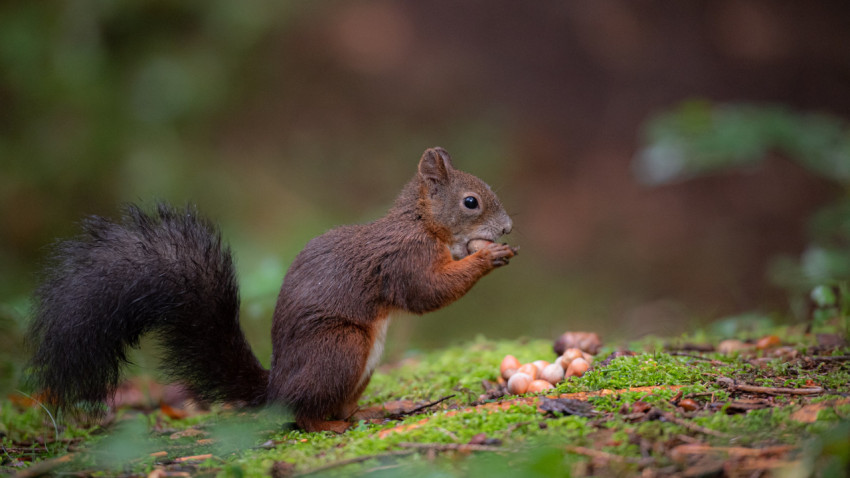 brown squirrel on green grass during the day