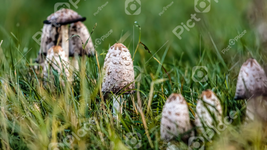 Mushrooms close-up in the forest in green grass