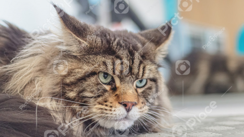 Maine Coon cat looking at camera at professional grooming service after washing