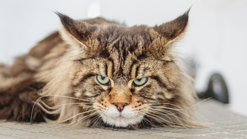 Maine Coon cat looking at camera at professional grooming service after washing