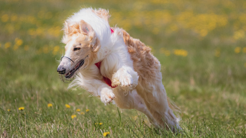 Dog running in green field and chasing lure at full speed on coursing competition straight into camera