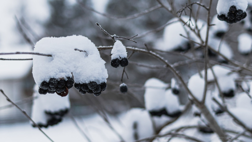 Branch of black berries covered with snow on the tree