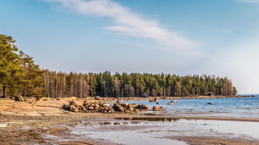 View on pine forest near the sea