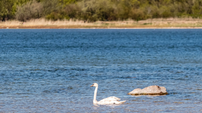 White swan near seashore on a sunny summer day