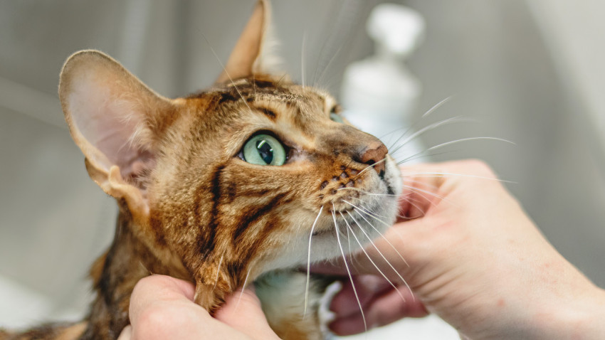 Leopard cat looking at camera at professional grooming service