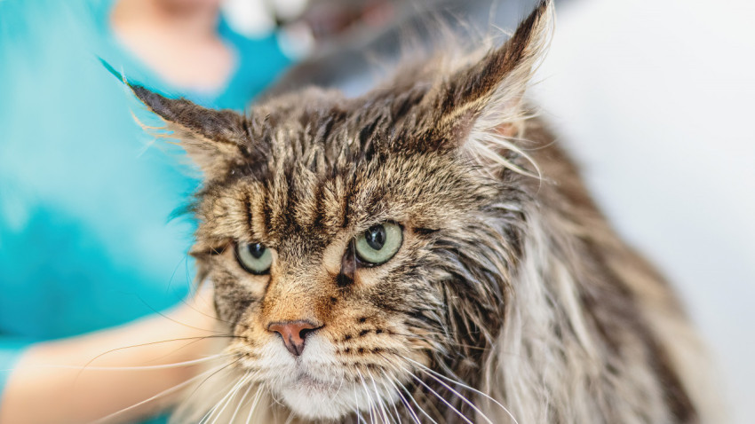 Maine Coon cat looking at camera at professional grooming service after washing