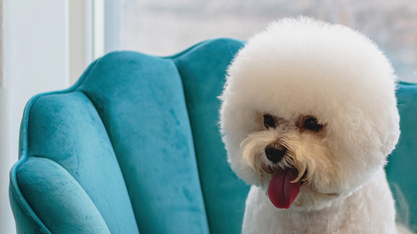 Dog looking at camera after hair brushing at professional grooming service