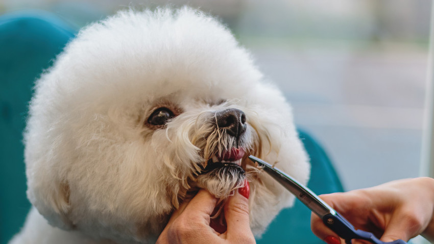 Dog grooming and getting professional service at pet salon by groomer