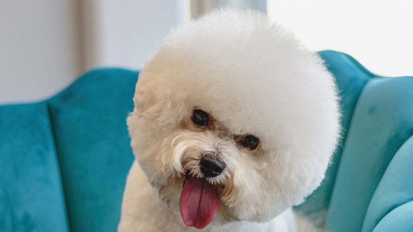 Dog looking at camera after hair brushing at professional grooming service