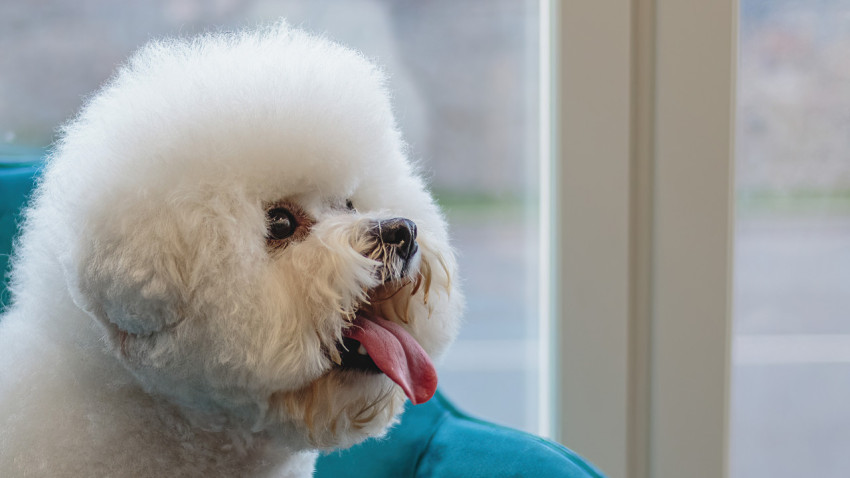 Dog looking at camera after hair brushing at professional grooming service