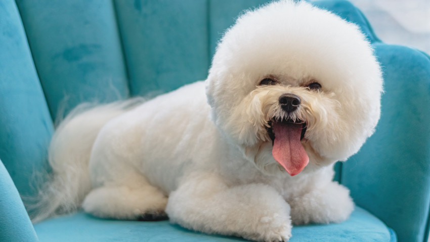 Dog looking at camera after hair brushing at professional grooming service