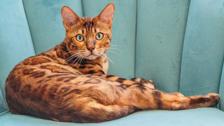 Leopard cat looking at camera at professional grooming service