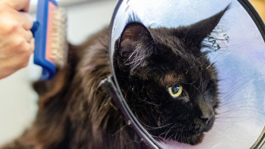 Maine Coon cat brushing and haircut by professional groomer