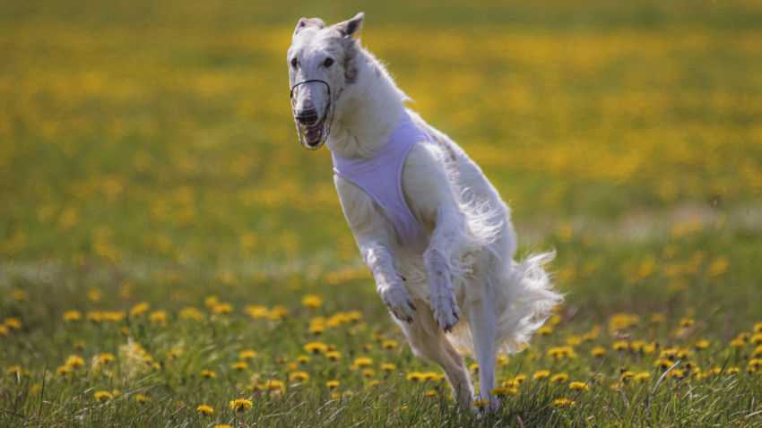 Dog running in green field and chasing lure at full speed on coursing competition straight into camera