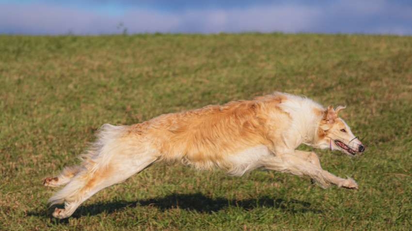 Dog running in green field and chasing lure at full speed on coursing competition straight into camera