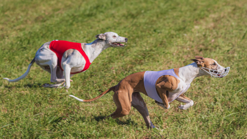 Dog running in green field and chasing lure at full speed on coursing competition straight into camera