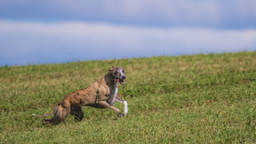 Dog running in green field and chasing lure at full speed on coursing competition straight into camera