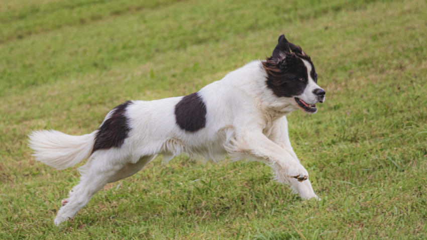 Dog running in green field and chasing lure at full speed on coursing competition straight into camera