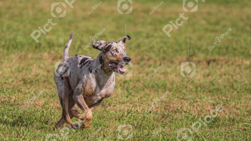 Dog running in green field and chasing lure at full speed on coursing competition straight into camera