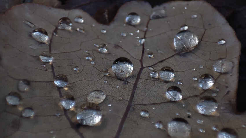 drops on an oak leaf