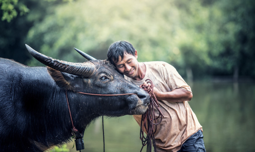 man and bull