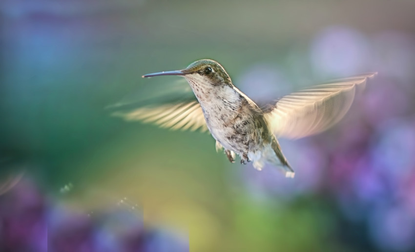 hummingbird