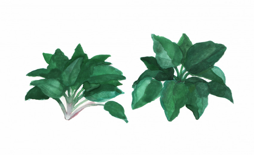 green leafy spinach