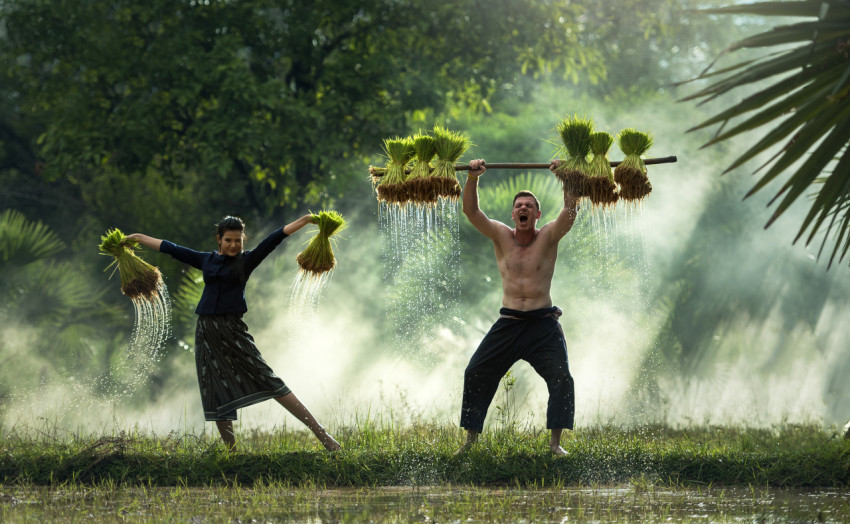 harvest