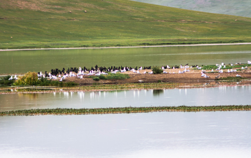 birds on the island