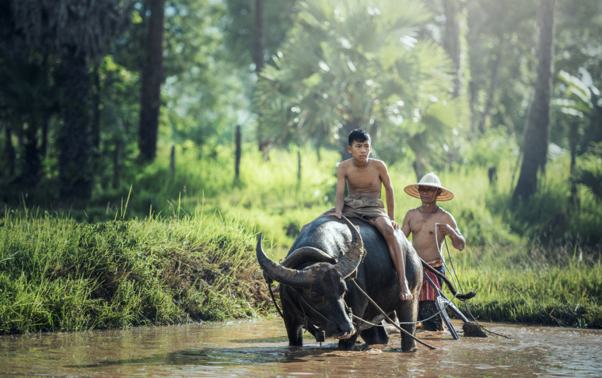 water buffalo