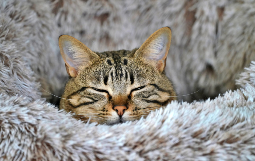 Cat sleeping on comfortable bed