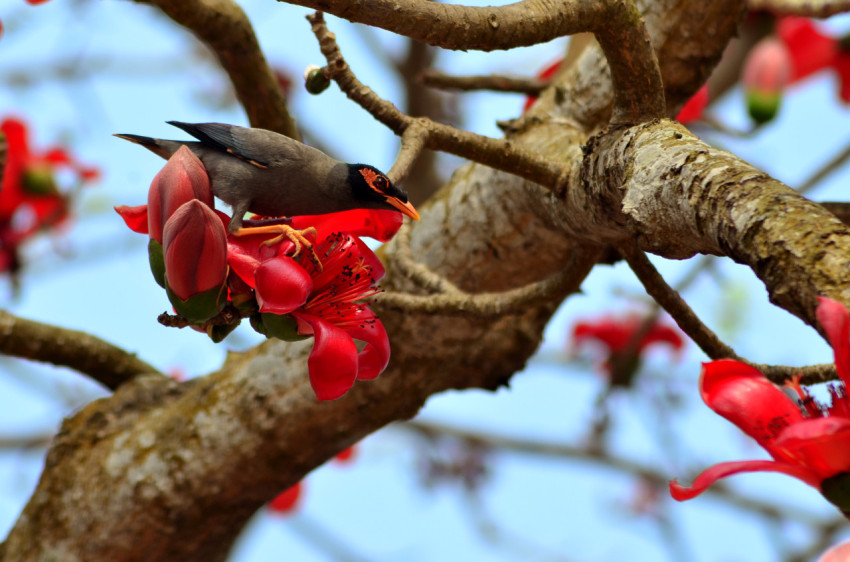 Birds Feeding