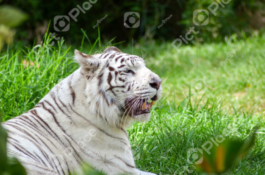 White tiger lying on a green field