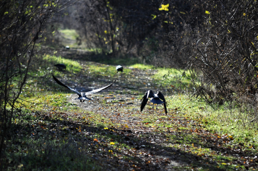 Crows low to the ground