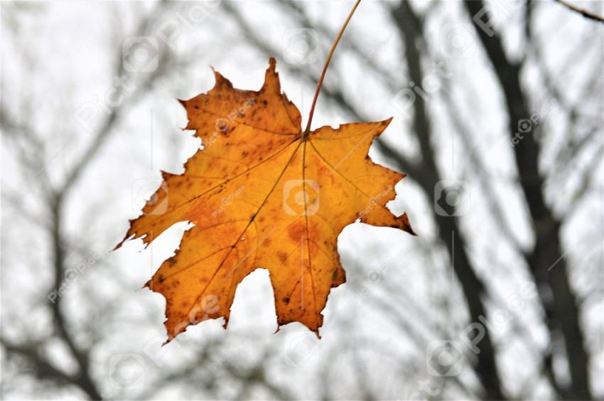 autumn leaf close up